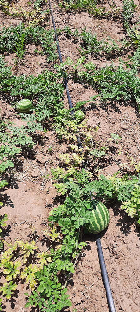 Bewässerungssystem für den Anbau von Melonen